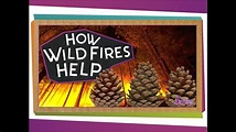 How Wildfires Help! | Science for Kids - YouTube