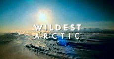 Arizona PBS Previews | Wildest Arctic : 101 | PBS