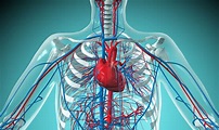 Types of Circulatory Systems: Open vs. Closed