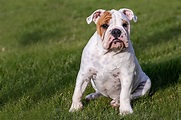 Bulldog Inglés: Características, Cuidados y Carácter | Tiendanimal