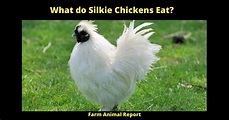 13 Foods: What Do Silkie Chickens Eat (2023) | Silkies Eat