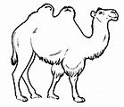 Desenhos de camelos para colorir