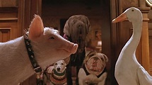 Babe: Pig in the City: a movie for the hopepunk era - Polygon