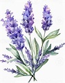 Lavender Flowers Watercolor Illustration. AI Generated 24045806 PNG