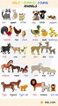 Learn Animals Vocabulary in English - ESLBUZZ
