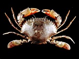 較常食用的螃蟹種類 - 台北帝王蟹餐廳推薦－川郎活蟹海鮮 - udn部落格