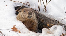 Significado y origen del día de la marmota: ¿Por qué se celebra?