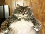 (影)12公斤胖貓被遺棄到收容所 竟吸引雪片般領養詢問！ | 新奇 | Newtalk新聞