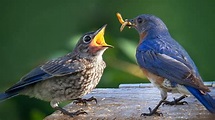 what do baby birds eat besides worms - Markita Hirsch