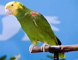 Loro de cabeza amarilla (Amazona oratrix) - Picture Bird