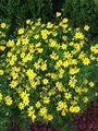 Zagreb Coreopsis. Love for bouquets! | Perennials, Long blooming ...