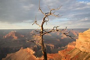 Landscape photography of withered tree in The Grand Canyon under clear ...