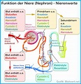 Funktion der Niere (inkl. übersichtlicher Grafiken)