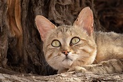 African Wildcat - Africa Geographic
