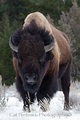 Bisão-americano, Bisonte-americano ou Búfalo-americano (Bison bison ...