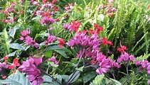 Facts About Aurora Flowers | Garden Guides