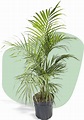 Palmera hawaiana características y precios » 【Jardineros Lima】