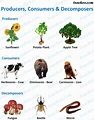 Components of Ecosystem - Biotic and Abiotic - Teachoo - Concepts