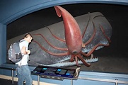 The Squid and the Whale | American Museum of Natural History… | Flickr