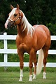 Cavalo | Equus ferus caballus