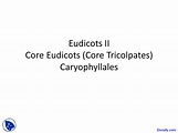 Core Eudicots - Plant Taxonomy - Lecture Slides - Docsity