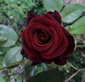 Edelrose 'Black Magic' ® - Finde Deine neue Rose + Online Ratgeber