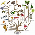 Teaching Evolution | Tree of life, Tree of life evolution, Science and ...