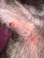 Pug has redness and sores in armpit area, Just noticed the redness ...