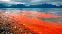 Una marea roja tóxica mata a cientos de miles de peces en Florida y ...