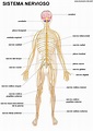 Sistemas del cuerpo humano: Sistema nervioso