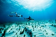 10 Photos That Will Make You Want to Dive Tiger Beach in the Bahamas