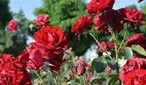 Persian Rose | Iran flower | Shiraz Rose | spring | Norouz | Iran ...