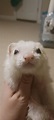 Does my ferret have waardenburg syndrome? : r/ferrets