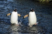 Paddling Penguins Photograph by Peter Foster | Fine Art America