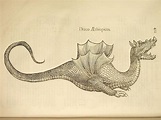 Ulisse Aldrovandi - Dragon, Draco Aethiopicus | Cryptozoology, Dragon ...