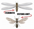 Are termites and ants the same? | Killroy Pest Control