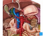 Liver: Blood supply, innervation and anatomy | Kenhub