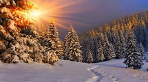 Winter Trees Snow HD Wallpapers - Wallpaper Cave