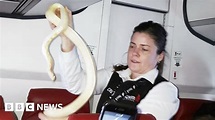 Snake found on a plane. Yes, really... snake on a plane - BBC News