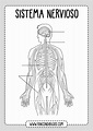 Partes del Sistema Nervioso - Fichas explicativas