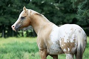 Palomino Appaloosa Arabian Palomino Horse, Appaloosa Horses, Most ...