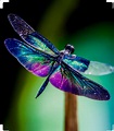 Pin by annie on Just cool! | Dragonfly photography, Dragonfly photos ...