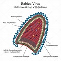 Diagram of Rabies virus particle structure ⬇ Vector Image by © Moonnoon ...