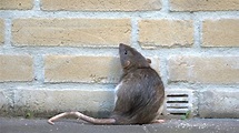 New York City Rats Are Hosts To Disease-Carrying Fleas | Mental Floss