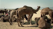 Qual O Coletivo De Camelo