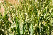 Durum Wheat: Health Benefits, Side Effects, Fun Facts, Nutrition Facts ...