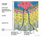 从植物生理学角度说明在植物体内水分运输的动态过程中细胞膜和细胞壁的控制水分的作用？ - 知乎