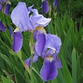Schwertlilie - Iris - Deutsche Schwertlilie - Iris germanica L ...