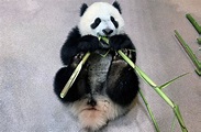 5 Adorable Moments from the Baby Panda’s First Year - Washingtonian