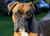 Boxer dog face | Copyright-free photo (by M. Vorel) | LibreShot
